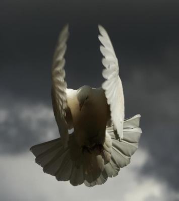 angel-bird