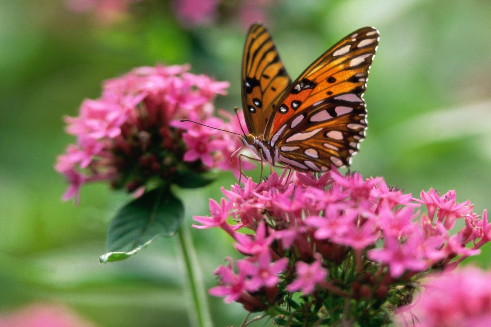 The Most Beautiful Butterfly Wallpapers | Most beautiful ...
