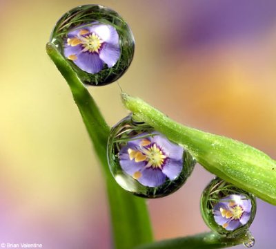 clip art and picture: amazing pictures of flowers