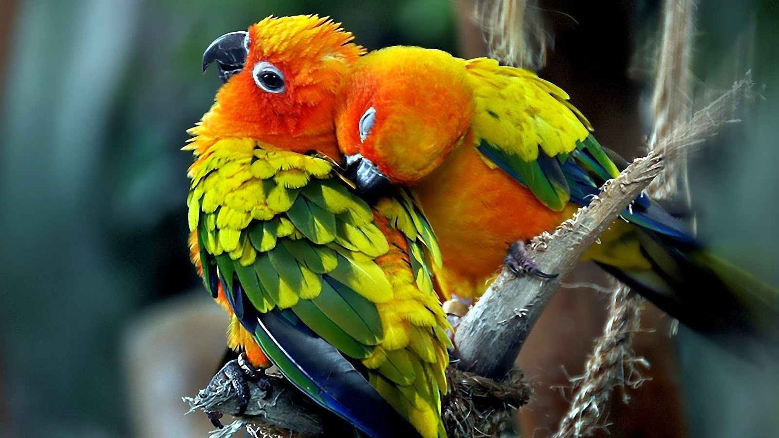 Beautiful Birds Wallpapers ~ Free HD Desktop Wallpapers Download